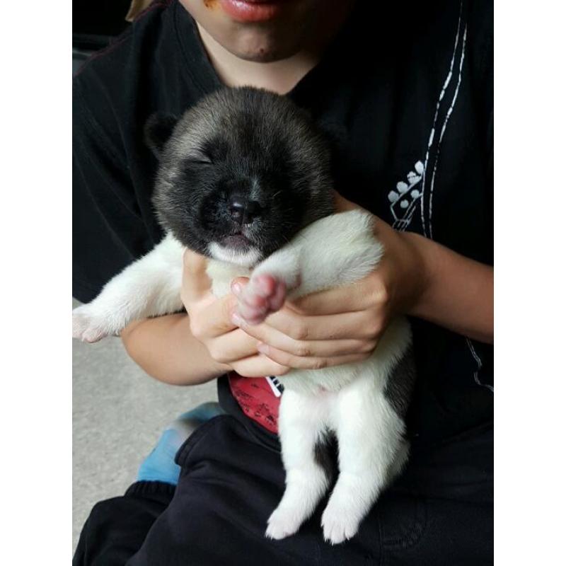 Akita puppies