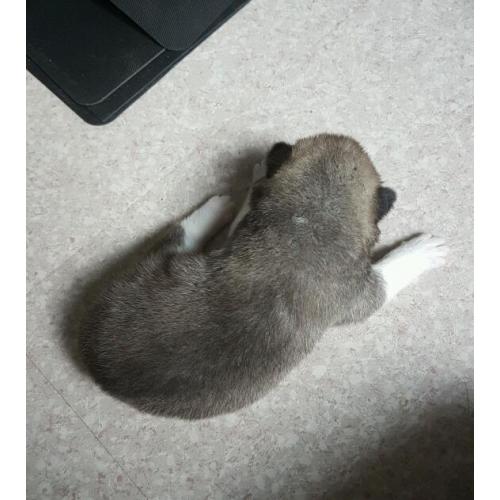Akita puppies