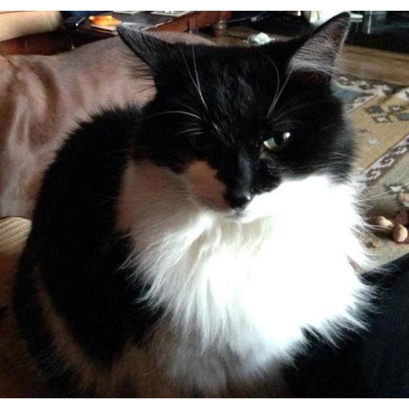 Missing Black And White Cat In Mid Ulster Area