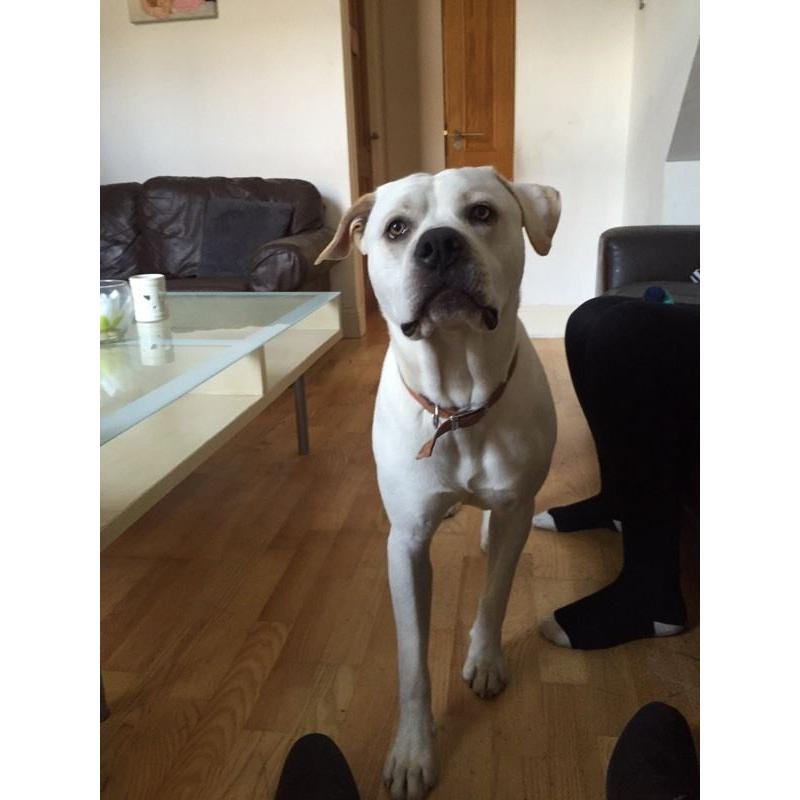 Labrador X for sale