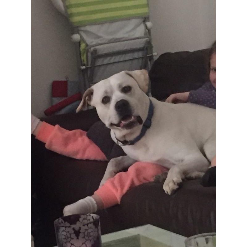 Labrador X for sale
