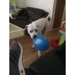Labrador X for sale