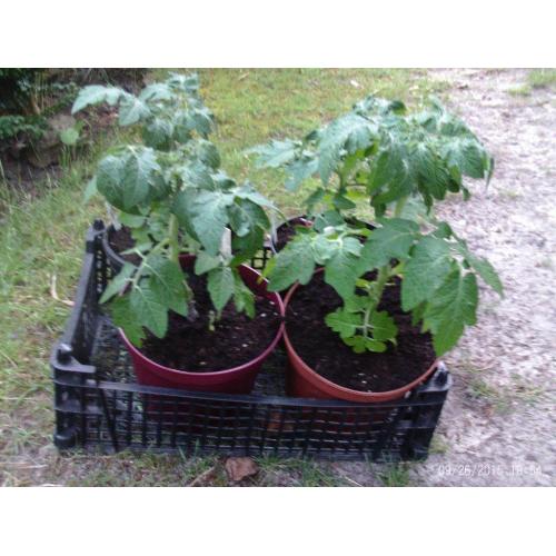 Tomato plants - 'Red Robin' - for patio or windowsill
