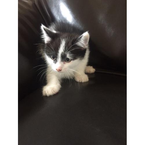 Beautiful Kittens Available