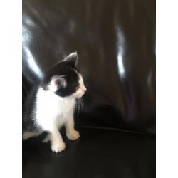 Beautiful Kittens Available
