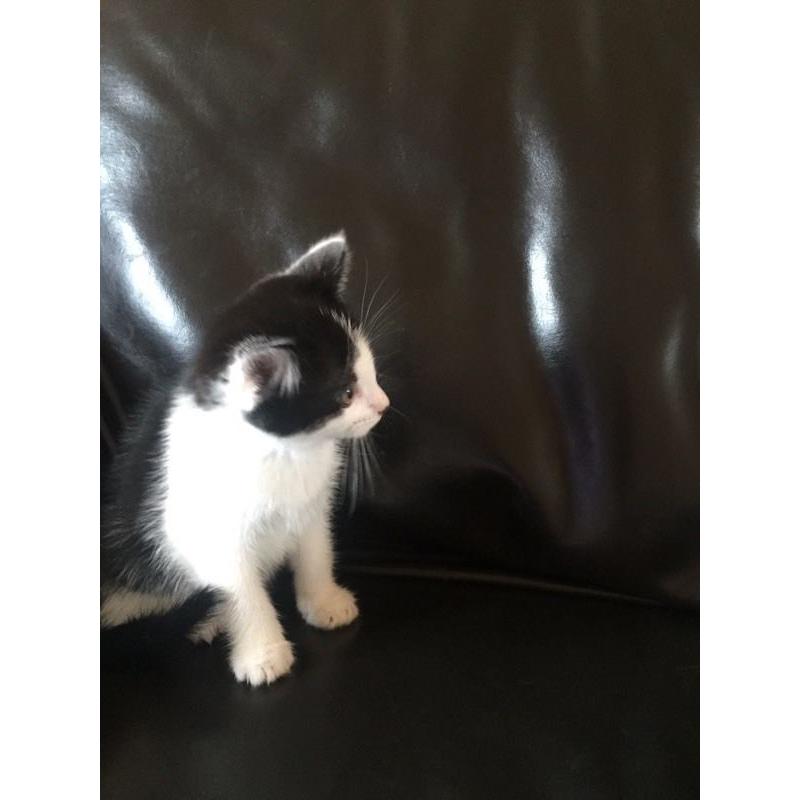Beautiful Kittens Available
