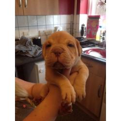 Puppies for sale