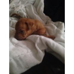 Puppies for sale