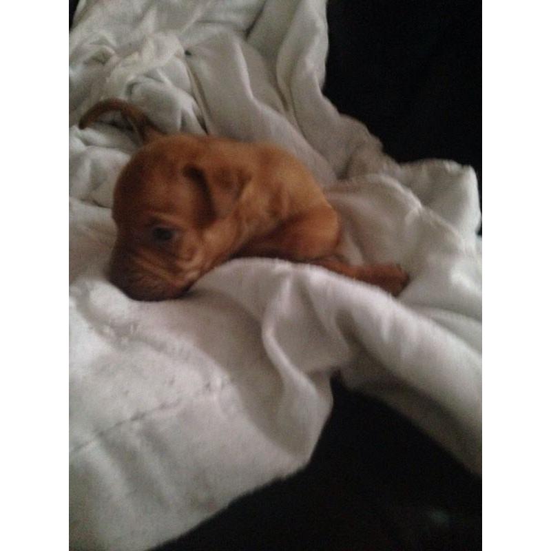 Puppies for sale
