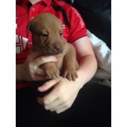 Puppies for sale