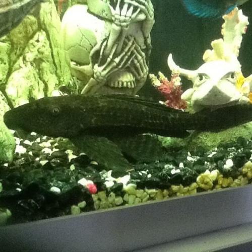 Plec tropical fish