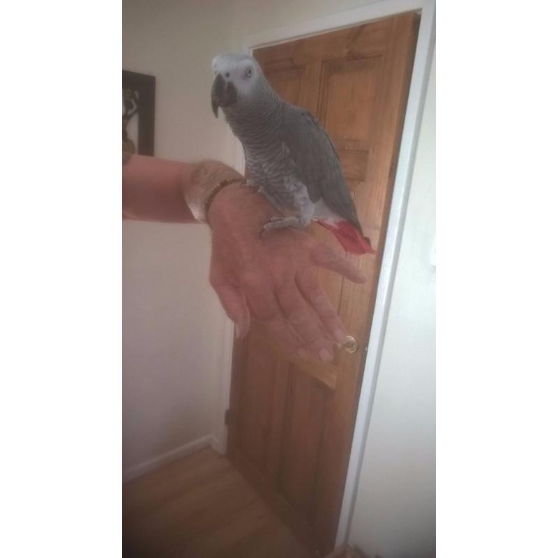african grey parrot 2 years old