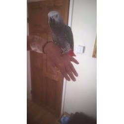 african grey parrot 2 years old