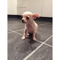 Chihuahua pups .