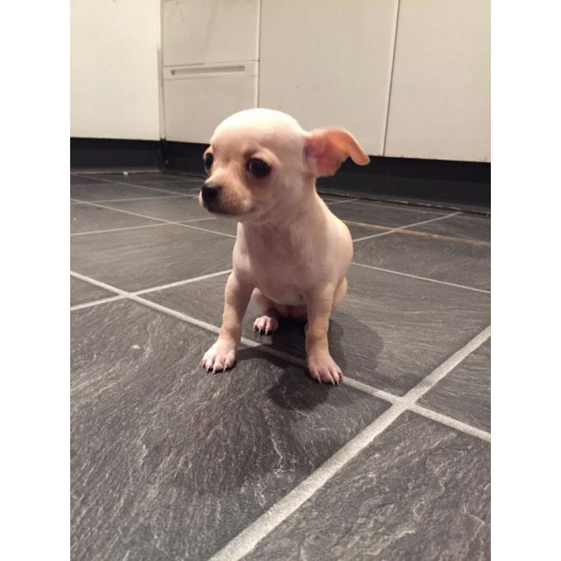 Chihuahua pups .