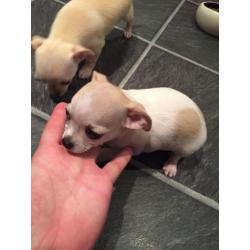 Chihuahua pups .