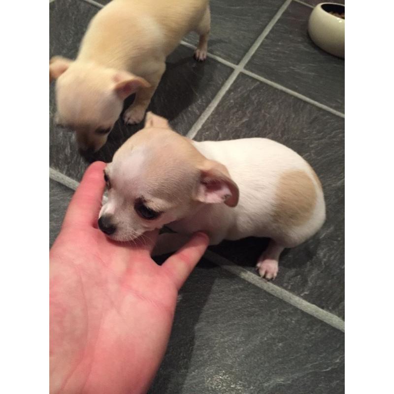 Chihuahua pups .
