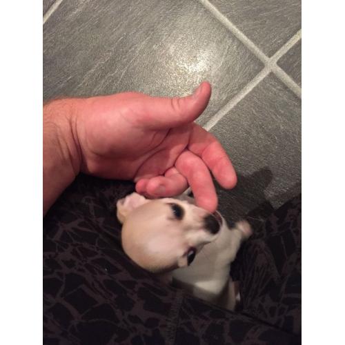 Chihuahua pups .