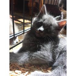 Beautiful Full Grey Kitten for sale