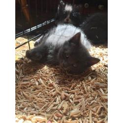 Beautiful Full Grey Kitten for sale