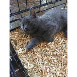 Beautiful Full Grey Kitten for sale
