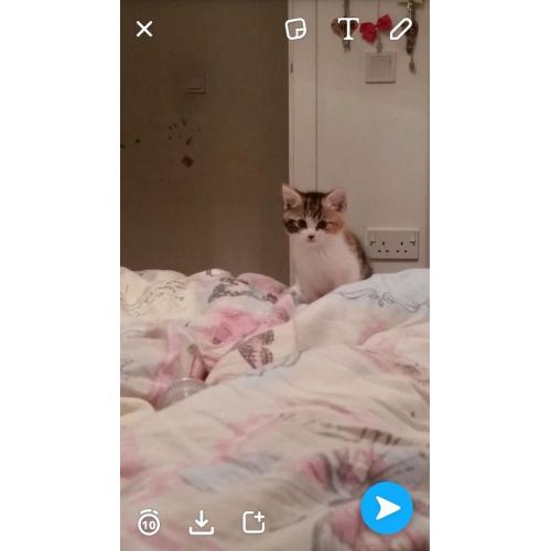 kittens for sale