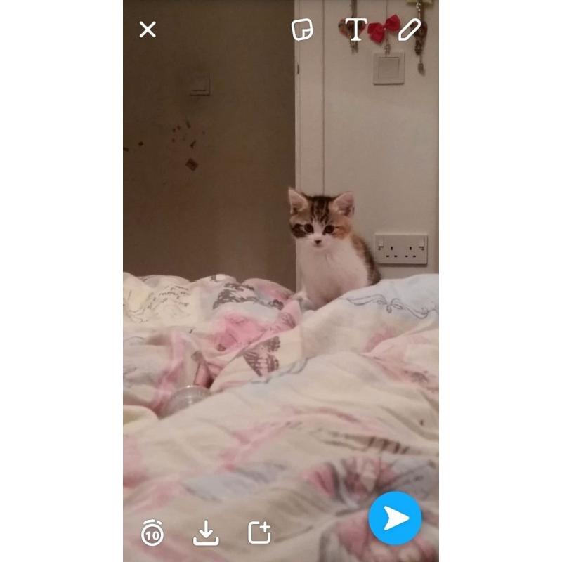 kittens for sale