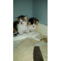 kittens for sale