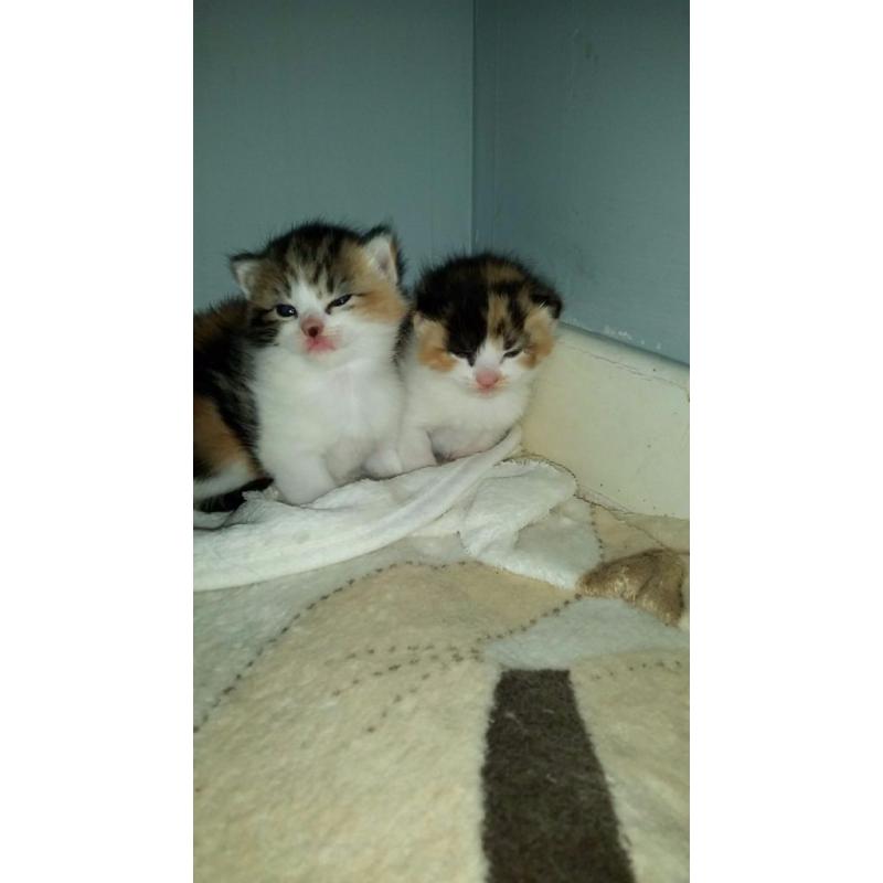 kittens for sale