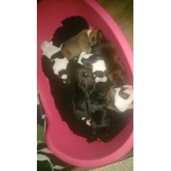 5 staffordshire bull terrier pups forsale