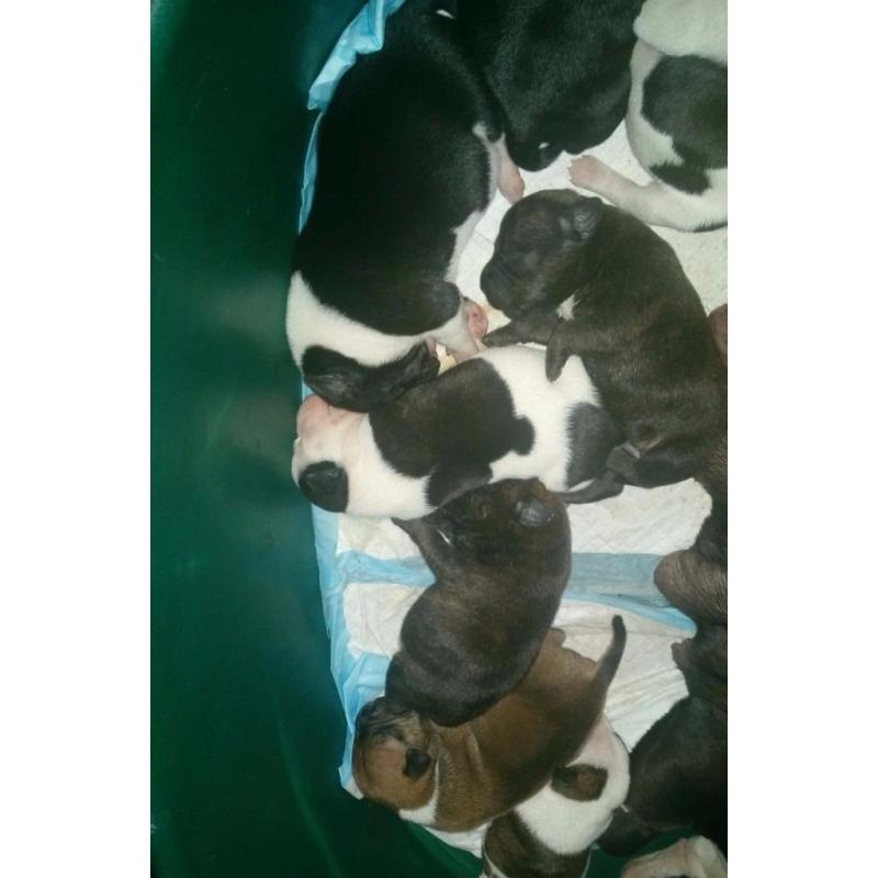 5 staffordshire bull terrier pups forsale