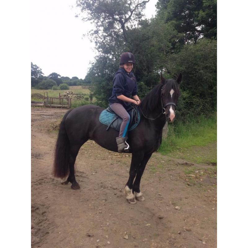 Welsh Cob Section D Mare