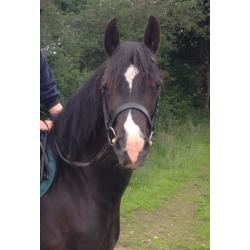 Welsh Cob Section D Mare