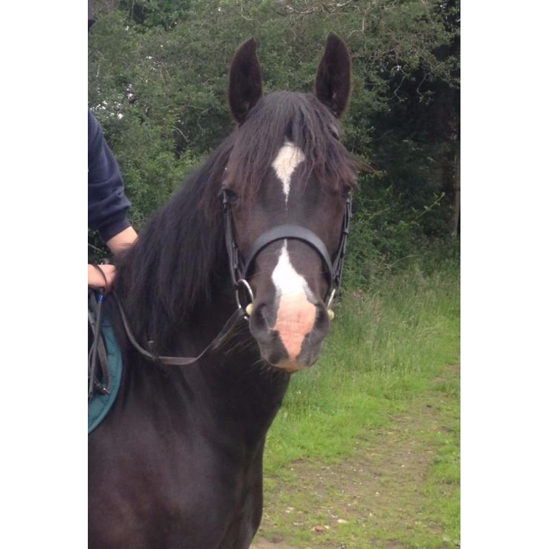 Welsh Cob Section D Mare