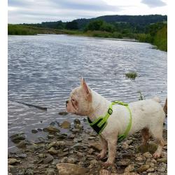 French bulldog