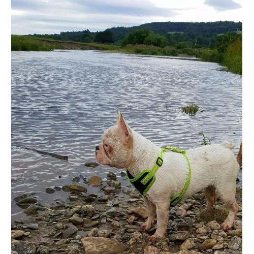 French bulldog