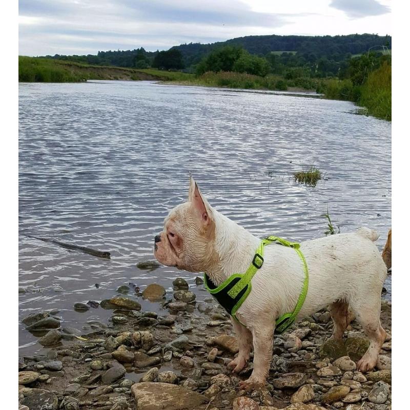 French bulldog