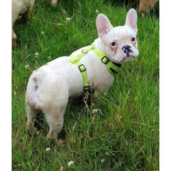French bulldog