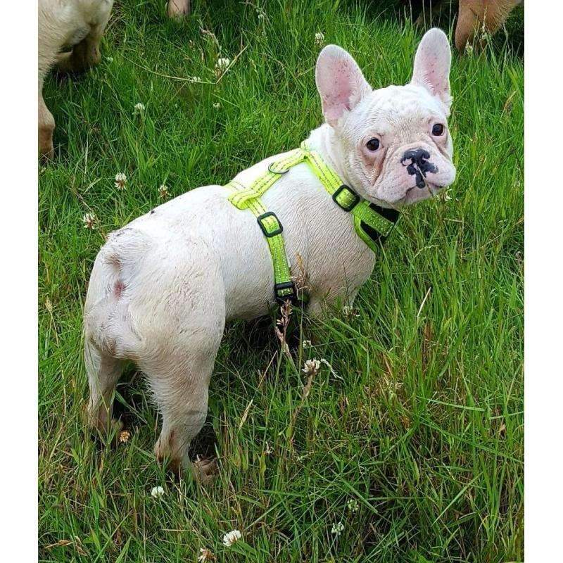 French bulldog