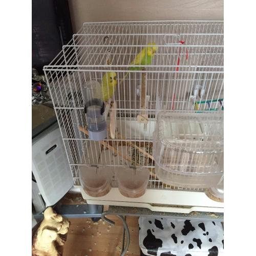 2 x budgies for sale.