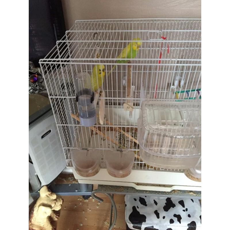 2 x budgies for sale.