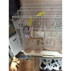 2 x budgies for sale.