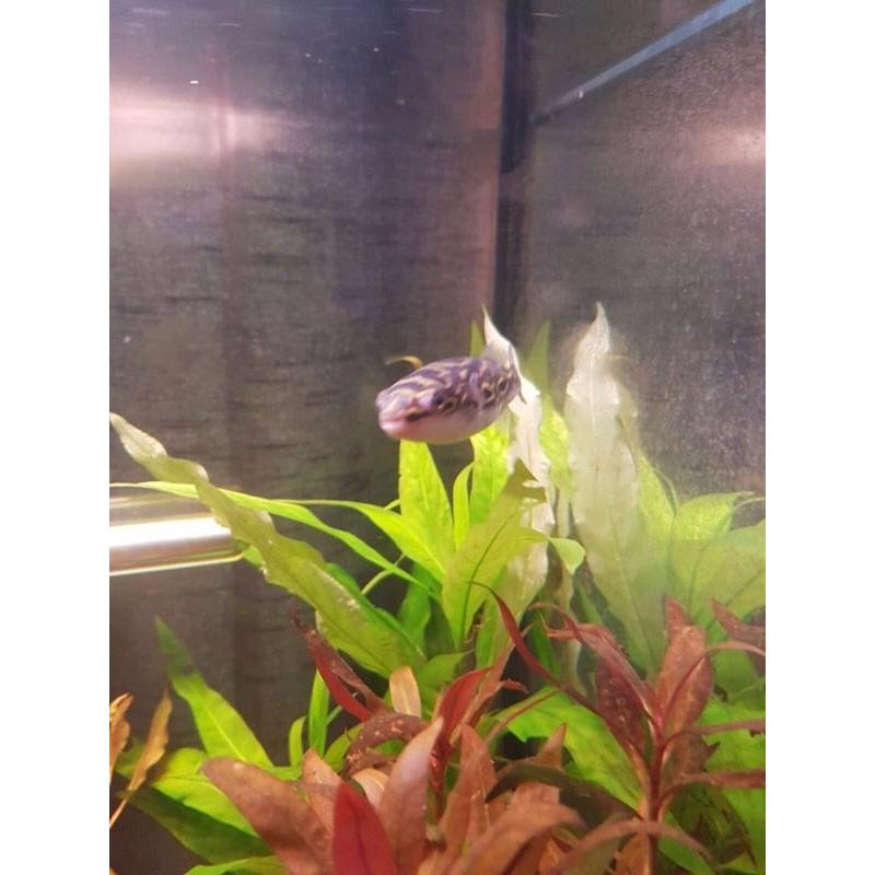 3x figure of 8 puffers