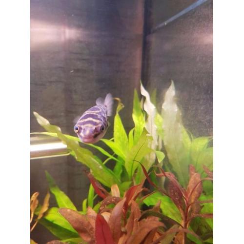 3x figure of 8 puffers
