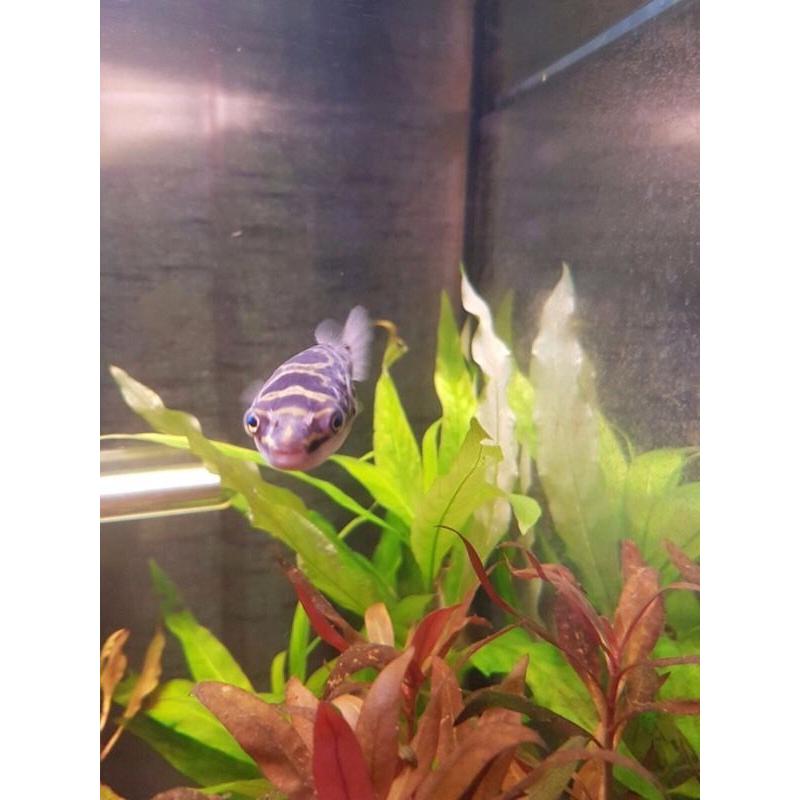 3x figure of 8 puffers