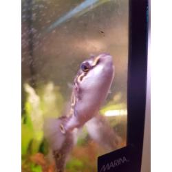 3x figure of 8 puffers