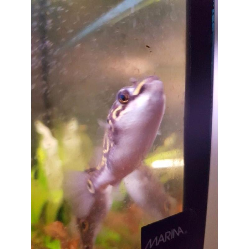 3x figure of 8 puffers