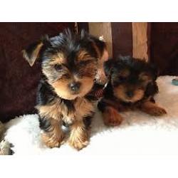 yorkshire terrier puppy's