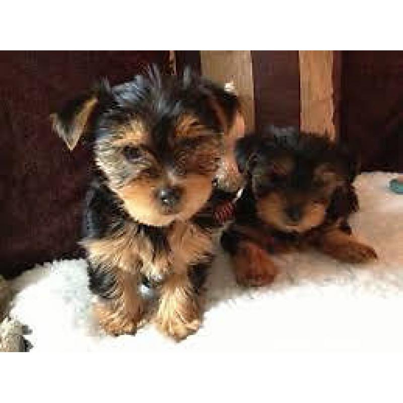 yorkshire terrier puppy's