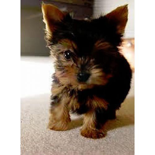 yorkshire terrier puppy's
